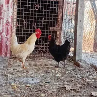 مرغ وخروس ۱۰ ماه