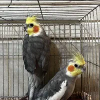 عروس هلندی سر حال