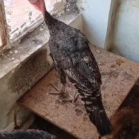 بوقلمون بومی