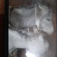 فروش خر