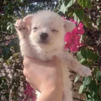 فروش 4سگ، 3 تول.ه به همراه مادرشون