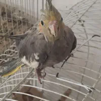 تخم و جوجه و جفت عروس هلندی