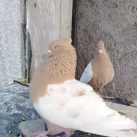 کبوتر زرد سینه ای