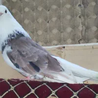 کبوتر نر دوکت سرور عتیقه به ضمانت جوجه پاک