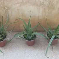 گلدان  و میوه آلوورا