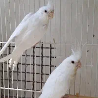 جفت و جوجه هلندی