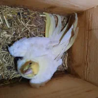 عروس هلندی وکوتوله برزیلی مولد