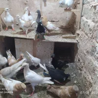 تعداد 17جونه همه دو سه پر انداخته