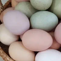 تخم مرغ نطفه دار نژاد آیسبار
