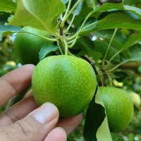 پیش فروش سیب سبز فرانسه