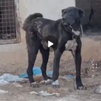 سگ گمشده
