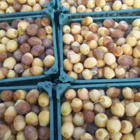 رطب برحی درجه یک یک تازه کیلوی خودم هم صاحب باغم