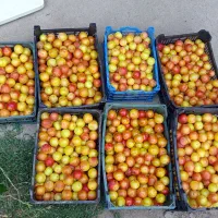 آلوچه ی شیرین و آبدار خوشمزه