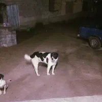 سگ گله فروشی
