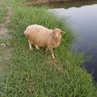گوسفند بره