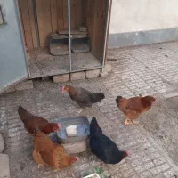 مرغ تخمگذار فروشی