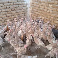 جوجه‌بوغلمون‌بربن|حیوانات مزرعه|تربت‌حیدریه, حسنی بالا|دیوار