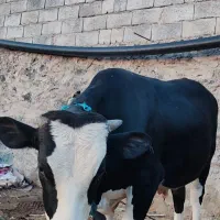 ۲ عدد گوساله نر