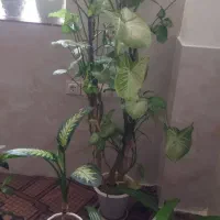 گل طبیعی