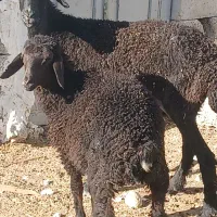 فروش میش بره دار ماده خودش ابستن