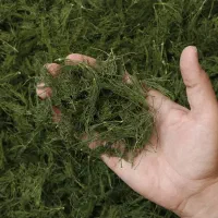 سبزی قرمه کوکو اش و ... خشک و تازه جالیز|خوردنی و آشامیدنی|نیشابور, شهرک قدس|دیوار