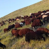 کارگر ساده برای چوپانی
