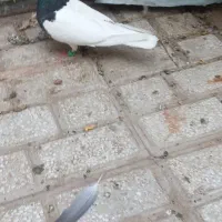 طوقی کبوتر