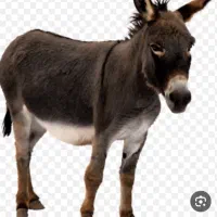 الاغ