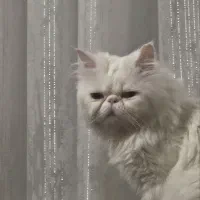 واگذاری گربه پرشین فلت سفید