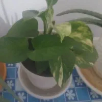 کلکسیون
