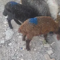 بره  شیر و بر علوف خوار شیر مست