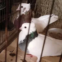 کبوتر