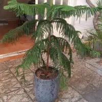 7عددگل فروشی زیر قیمت