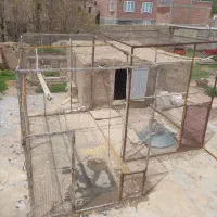 توربند کبوتر
