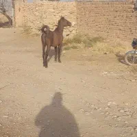 کره اسب ۱۱ ماه