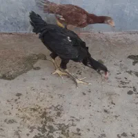 جوجه لاری فوق نسل