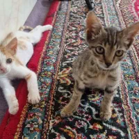 واگذاری بچه گربه رایگان