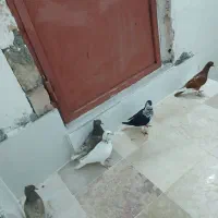 ۵‌تاکبوترماده‌همه‌سالم