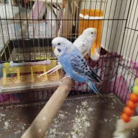مرغ عشق دستی تخم گذار