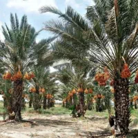 اصلاح‌ درخت وپیوند و....