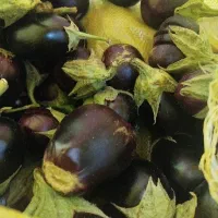 بادمجان محلی ارگانیک
