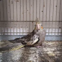 عروس هلندی جوجه تازه دانخور