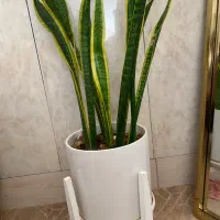 گل سانسوریا