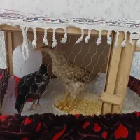دو تا جوجه ۴ پنج ماهه رسمی سر حال