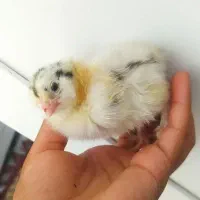جوجه برهما و ساده