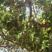 خونه باغ بزرگ باکلی مزایا