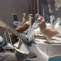 فروش کبوتر هوایی