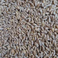 گندم جو کاه سویا ذرت یونجه سبوس