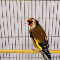 سهره نر جفتی دم مست قرص و شلاقی بخون بچه طوق