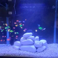 اکواریوم شرکتی Delsa